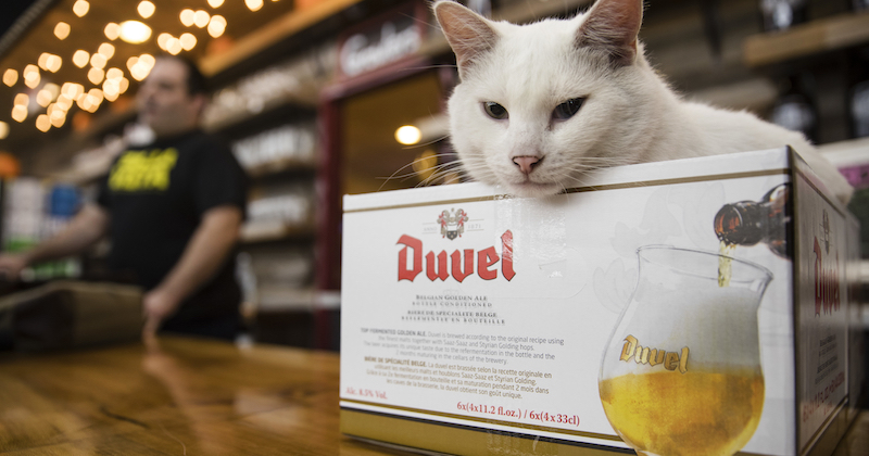 Un gatto di nome Gary in una scatola al Bella Vista Beer Distributors di Philadelphia, il 5 ottobre 2017 (AP Photo/Matt Rourke, La Presse)