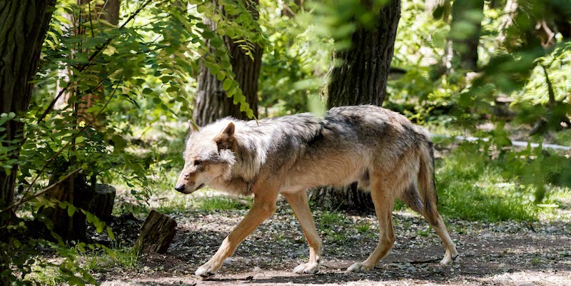 Un lupo in uno zoo tedesco, a Dorverden, il 14 giugno 2017 (Morris MacMatzen/Getty Images)