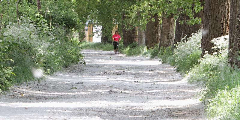 Pappi di pioppi a Milano, il 5 maggio 2021 (ANSA / PAOLO SALMOIRAGO)