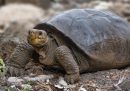 Alle Galápagos è sbucata una tartaruga che credevamo estinta