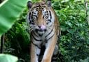 In Bangladesh è stato arrestato un uomo sospettato di aver ucciso circa 70 tigri del Bengala