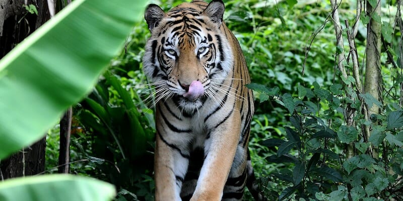 Una tigre del Bengala in cattività in Indonesia, nel 2014 (Robertus Pudyanto/Getty Images)