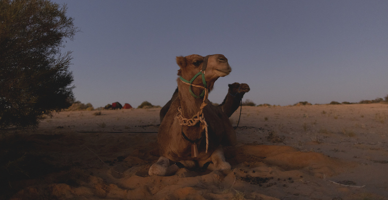 Un cammello a Oodnadatta, Australia. Appartiene a una donna che sta facendo un viaggio di 5mila chilometri, da costa a costa dell'Australia, con cinque cammelli
(Brook Mitchell/Getty Images)