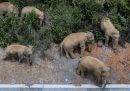 La lunga marcia degli elefanti in Cina