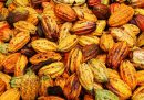 I problemi con la produzione del cacao