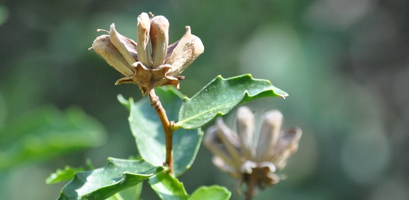 Quillaja saponaria (Wikimedia)