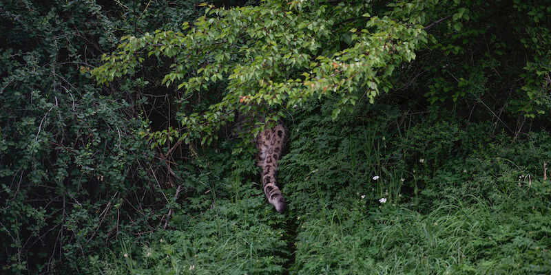 La coda di un leopardo delle nevi di sette anni dopo che è stato vaccinato in una riserva vicino al lago Ysykköl, in Kirghizistan
(Yam G-Jun/Getty Images)