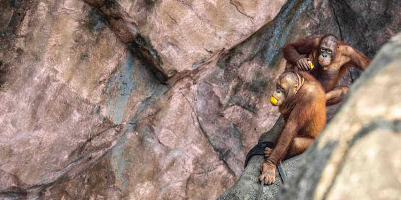 Orangotanghi mangiano allo zoo Ragunan di Giacarta, Indonesia
(Donal Husni/ZUMA/ansa)