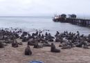 L'invasione di leoni marini su una spiaggia del Cile