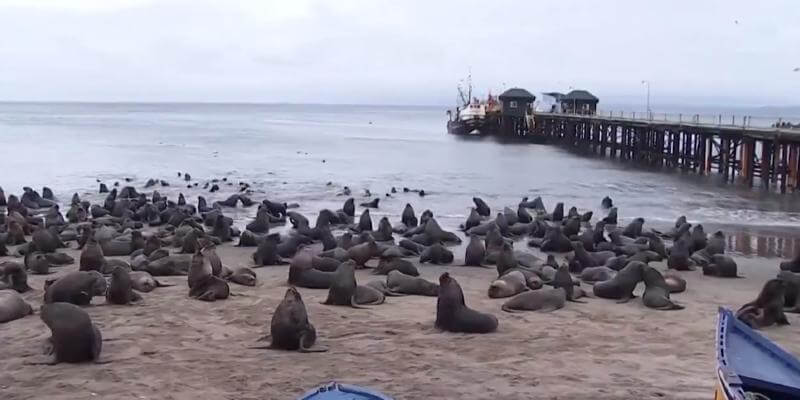 L’invasione di leoni marini su una spiaggia del Cile