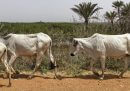 In Nigeria almeno 88 persone sono state uccise da una banda di ladri di bestiame