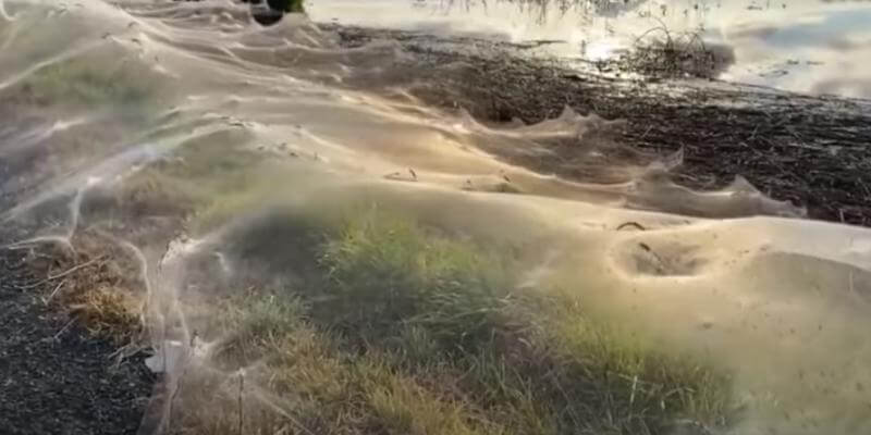 Cosa si inventano i ragni per sfuggire alle inondazioni in Australia