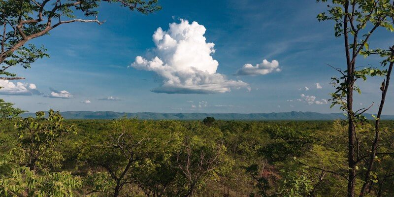 La foresta del progetto Luangwa Community Forests (Ed Selfe/BCP)