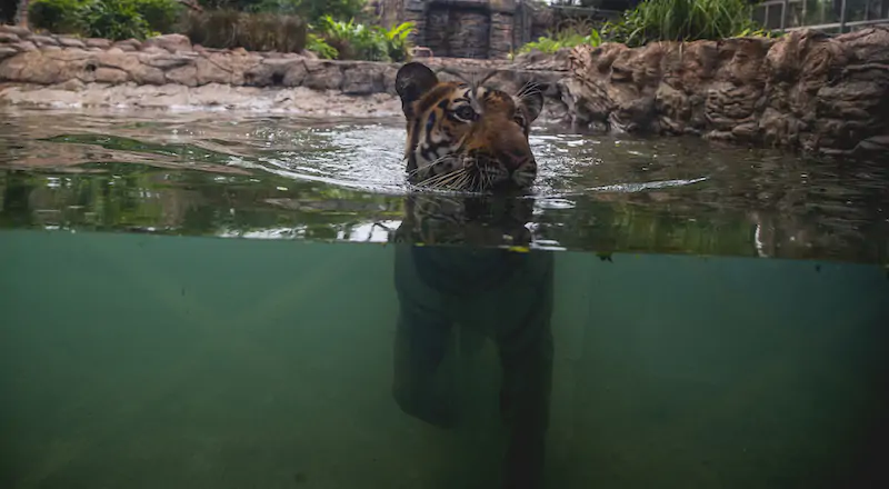 Una tigre nuota nel suo recinto allo zoo Byculla di Mumbai, India 
(AP Photo/Rafiq Maqbool)