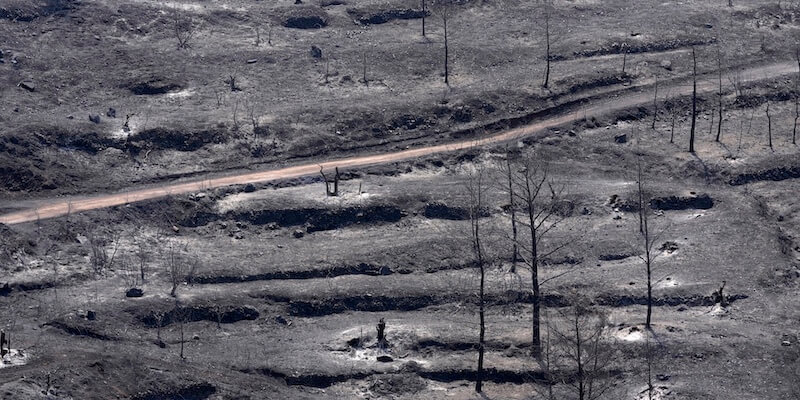 Alberi bruciati vicino a Ora, nel sud-ovest di Cipro, il 4 luglio 2021 (AP Photo/Petros Karadjias, La Presse)