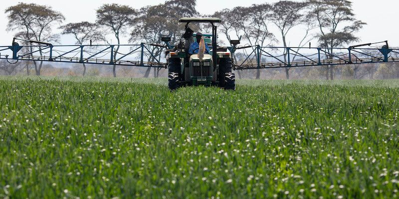 Lo spargimento del fertilizzante in un campo di grano vicino ad Harare, in Zimbabwe, il primo agosto 2018 (Dan Kitwood/Getty Images)