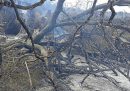 Gli incendi in Sardegna hanno distrutto anche un ulivo millenario