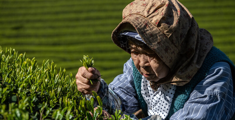 Una raccoglitrice di foglie di tè a Shizuoka, in Giappone (Carl Court/Getty Images)