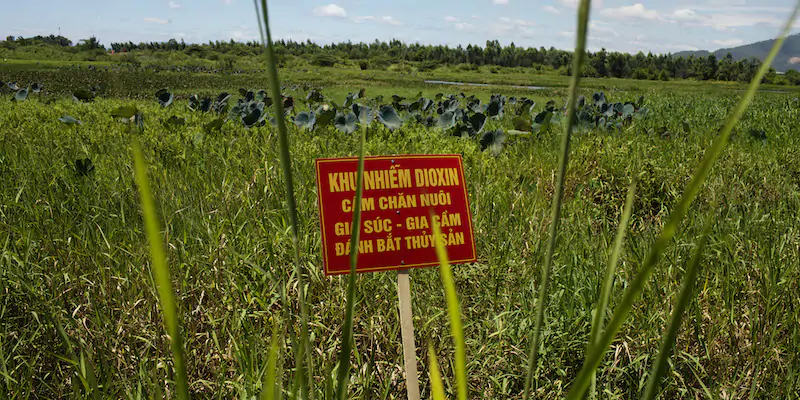 Un campo contaminato dalla diossina dell'Agente Arancio vicino all'aeroporto di Danang, in Vietnam, il 9 agosto 2012 (AP Photo/Maika Elan, La Presse)