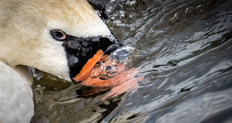 Un cigno nel fiume Meno a Offenbach am Main, Germania
(Frank Rumpenhorst/dpa/ansa)