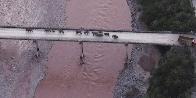 Il gruppo di elefanti attraversa un ponte nei pressi di Yuxi, nella provincia dello Yunnan, nel sud-ovest della Cina. (Yunnan Provincial Command Center for the Safety and Monitoring of North Migrating Asian Elephants via AP)