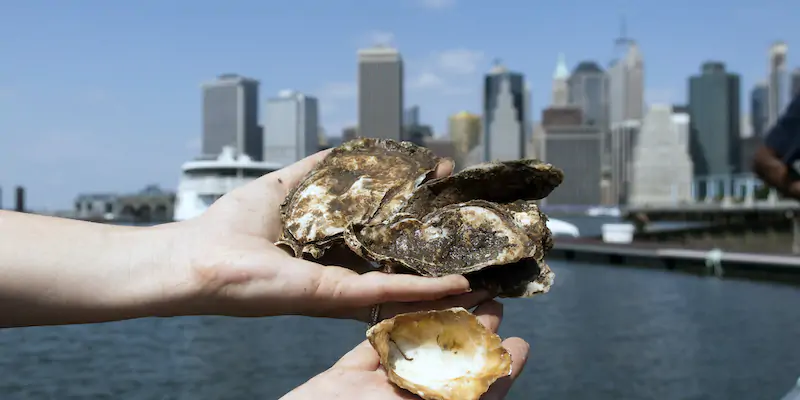 Un membro del Billion Oyster Project mostra alcune ostriche prima di metterle in acqua da un molo del Brooklyn Bridge Park di New York, il 28 agosto 2020 (AP Photo/Ted Shaffrey, La Presse)