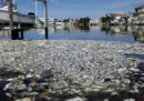 Quasi 2mila tonnellate di pesci morti sono arrivate sulle spiagge della Florida