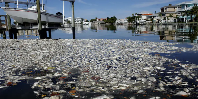 Migliaia di pesci morti galleggiano sulle acque di Boca Ciega Bay vicino a Madeira Beach, in Florida, il 21 luglio 2021 (Octavio Jones/Getty Images)