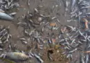 La moria di pesci nella laguna di mar Menor, in Spagna