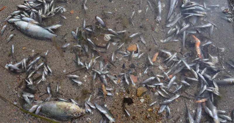 Pesci morti mar Menor Spagna