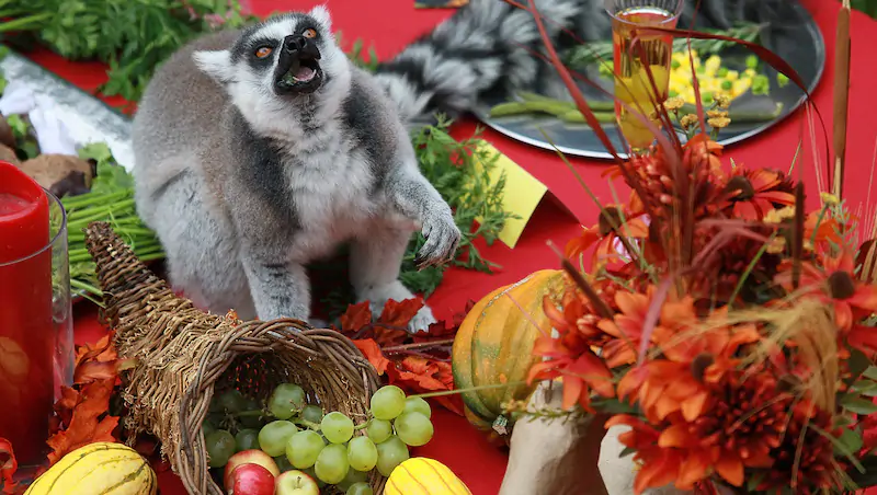 Un lemure coda ad anelli mangia della frutta allo zoo di San Francisco. (Justin Sullivan/Getty Images)