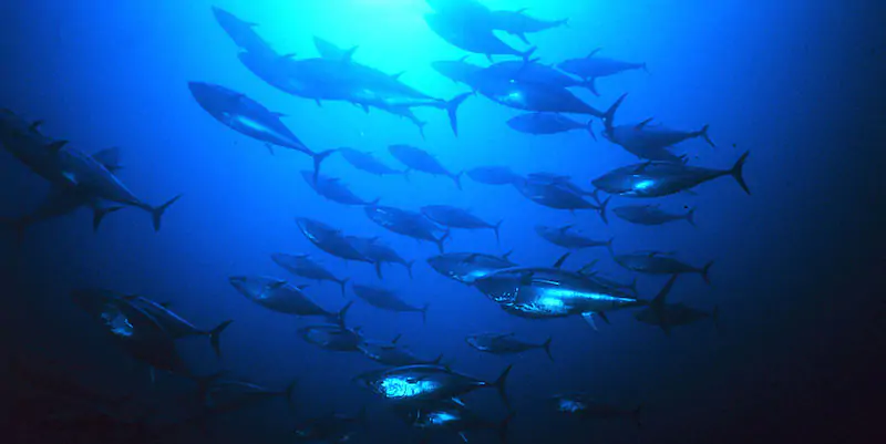 Diverse specie di tonno non rischiano più l'estinzione