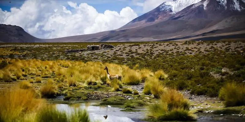 Un guanaco vicino al fiume Silala, nel deserto di Atacama (EPA/ Alberto Pena via ANSA)