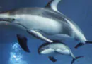 Il governo delle isole Fær Øer valuterà una modifica delle leggi sulla caccia ai delfini