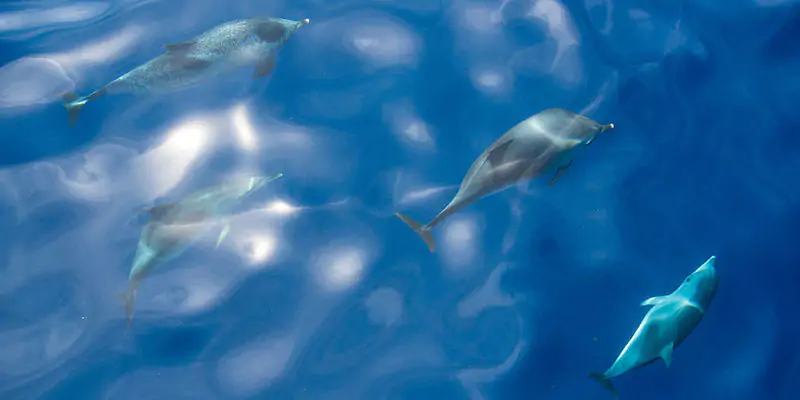 delfini faroe islands