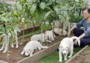 Il presidente sudcoreano vuole vietare la carne di cane