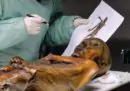 Cosa abbiamo capito su Ötzi in trent'anni