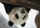 I panda giganti stanno sempre meglio