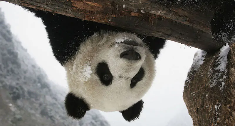 I panda giganti stanno sempre meglio