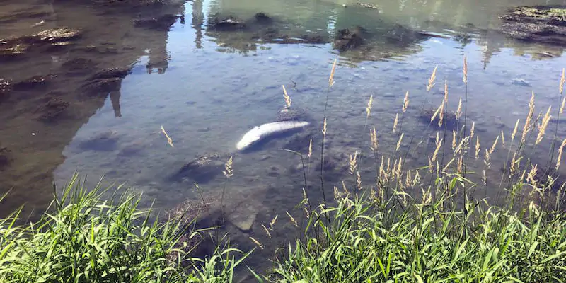 Pesci morti nel Tevere, giugno 2020 (ANSA/Anna Laura Bussa)