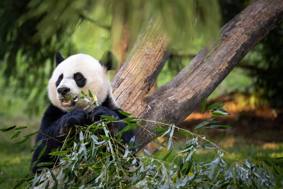 zoo washington panda