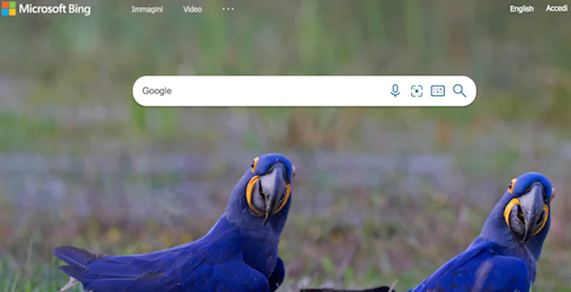 “Google” è la parola più cercata su Bing, dice Google
