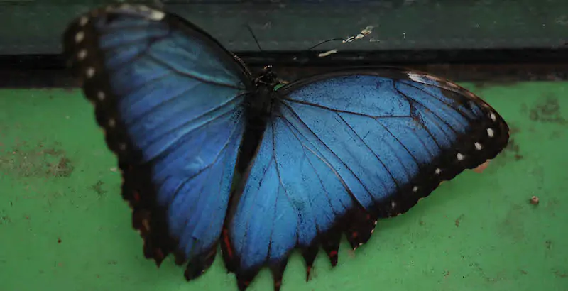 Una farfalla morfo blu allo zoo di Gerusalemme, Israele
(Gil Cohen Magen/Xinhua)
