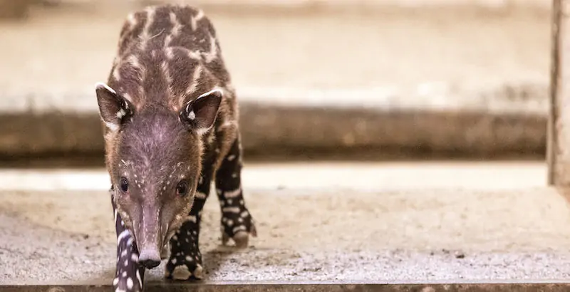 Un cucciolo di tapiro nato il 9 novembre allo zoo di Cottbus, Germania
(Frank Hammerschmidt/dpa/ansa)