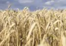 L'India ha bloccato tutte le esportazioni di grano