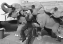 Ballo con gli elefanti