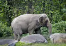 Questa elefantessa deve avere i diritti di una persona?