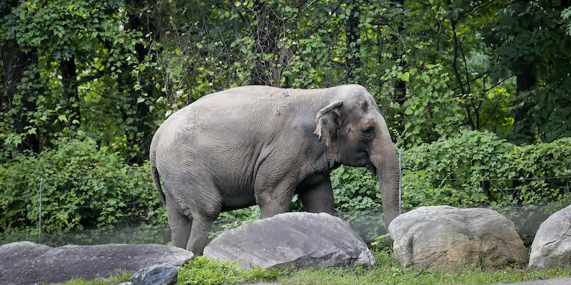L'elefantessa Happy nello zoo del Bronx, il 2 ottobre 2018 (AP Photo/Bebeto Matthews, File, La Presse)
