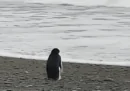 Un pinguino si è trovato a 3mila chilometri da casa