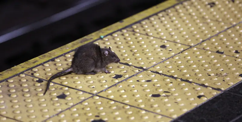 Un topo nella stazione di Times Square della metro di New York 
(AP Photo/Richard Drew, File)
